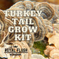 Turkey Tail Grow Kit