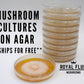 Mushroom Culture on Agar - Commercial Production Strains
