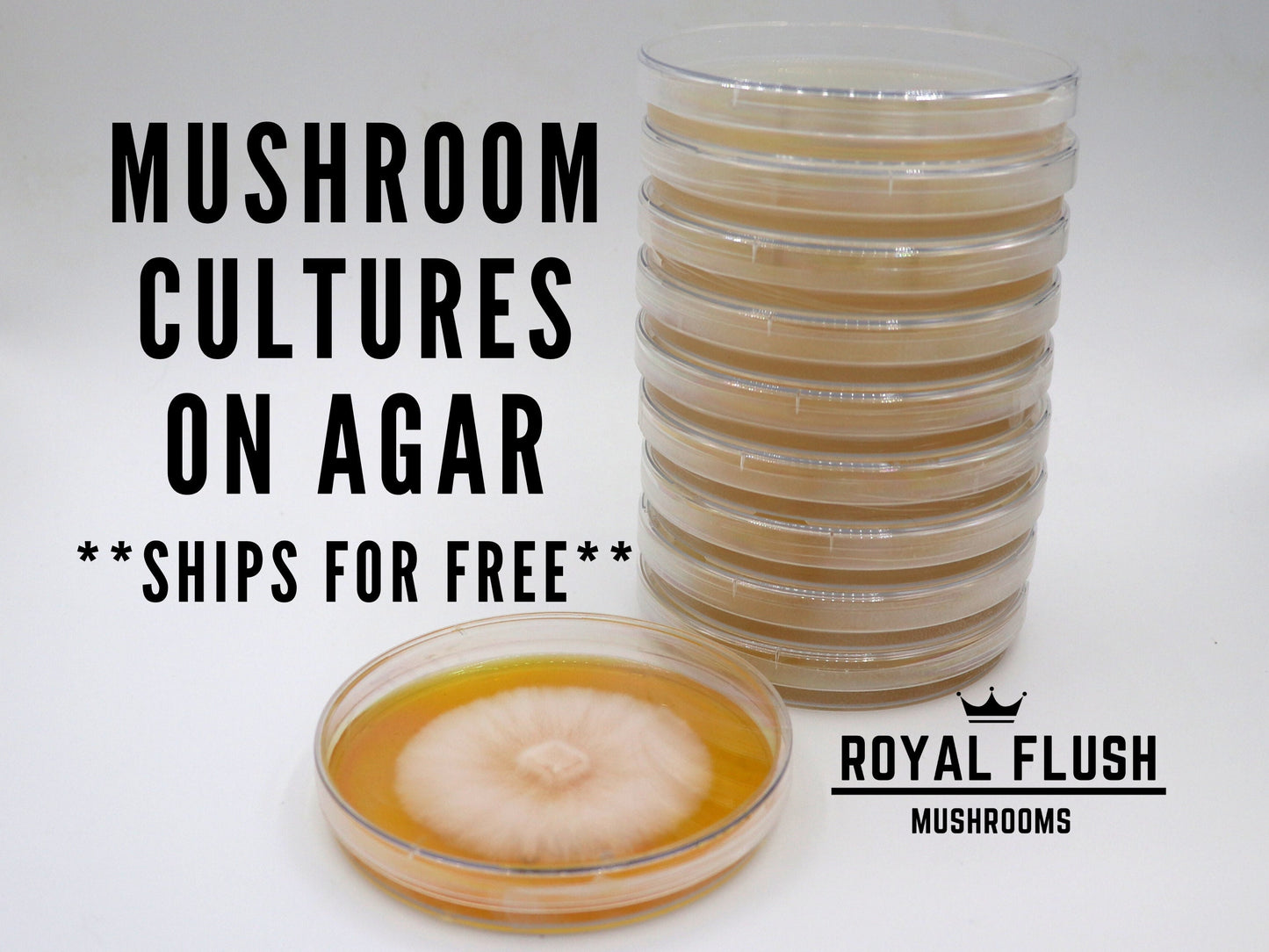 Mushroom Culture on Agar - Commercial Production Strains