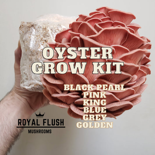 Mushroom Grow Kit -Oyster- Ships Free