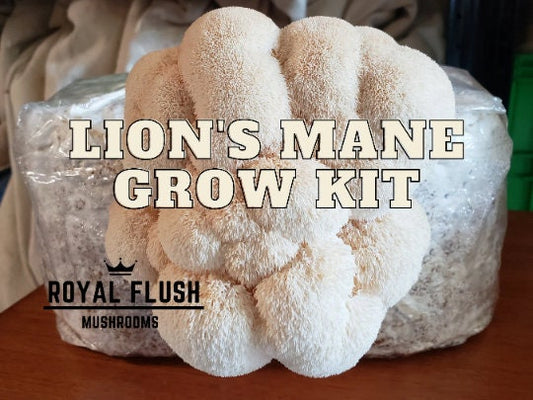 Mushroom Grow Kit -Lion's Mane- Ships Free
