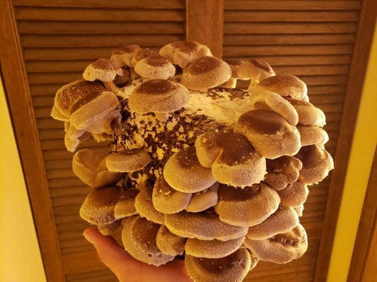 Mushroom Grow Kit - Free Shipping