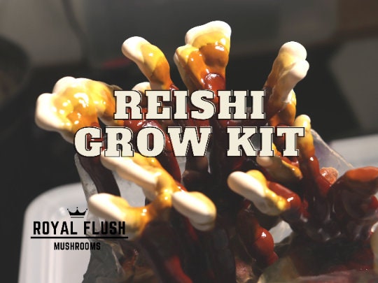 Mushroom Grow Kit- Reishi - Ships Free