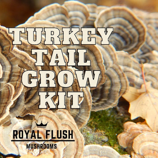 Mushroom Grow Kit -Turkey Tail - Ships Free to USA and Canada!