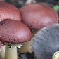 Winecap Garden Grow Kit - 4lb - Easy Outdoor Mushrooms