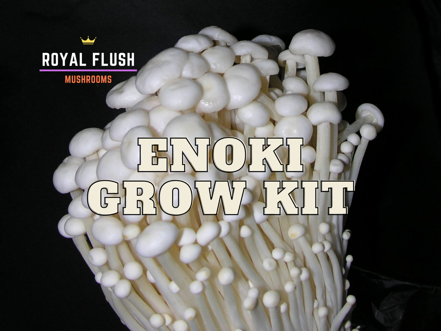 Mushroom Grow Kit - Enoki
