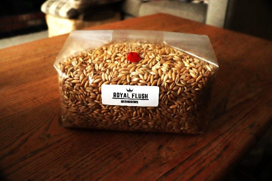 Sterilized Grain Spawn Bag - Sealed and Ready to Use