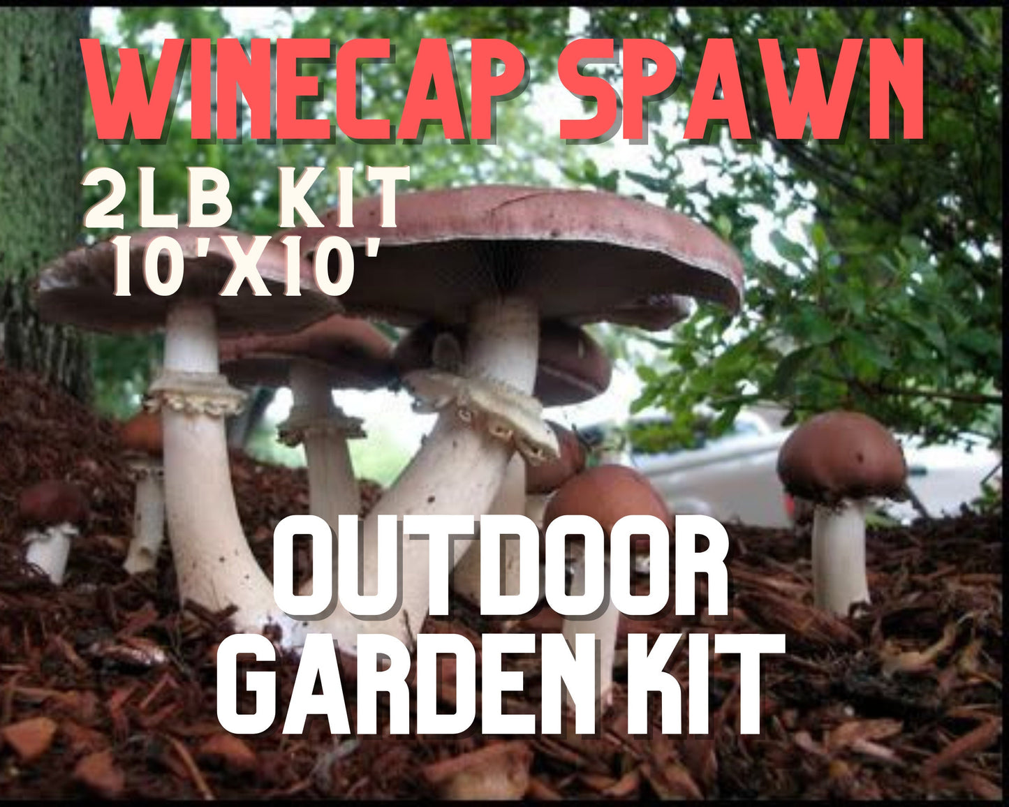 Winecap Garden Grow Kit - 2lb - Easy Outdoor Mushrooms